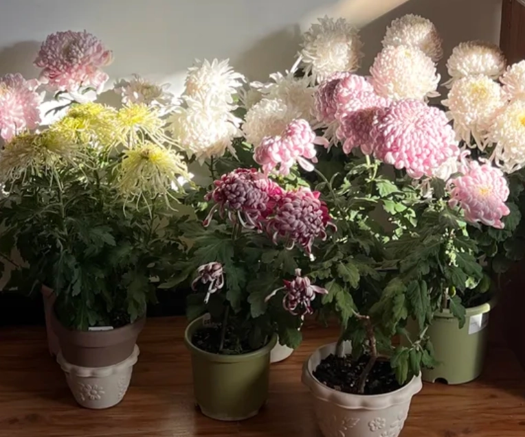 菊花盆栽照顧完整指南：從新手到專家的實用技巧與常見問題解答