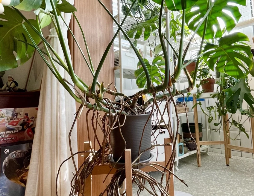 龜背芋氣根可以剪嗎