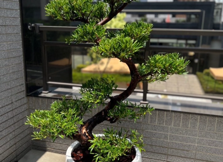 羅漢松如何造型