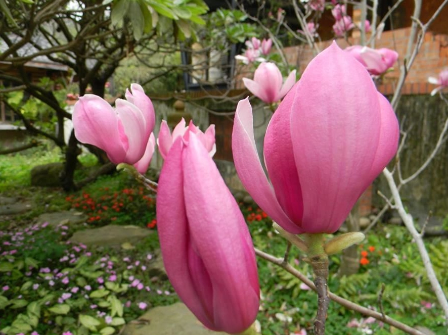 玉蘭花施肥時間