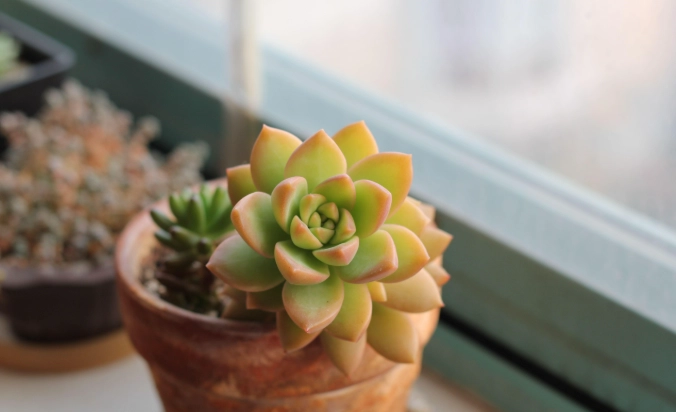 景天科多肉澆水