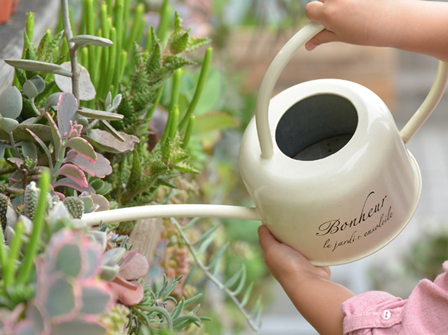 多肉植物澆水夏天