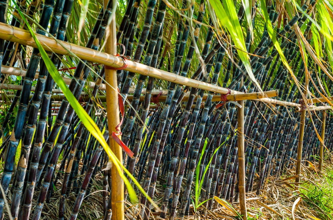 甘蔗是主根还是须根 甘蔗是主根还是须根