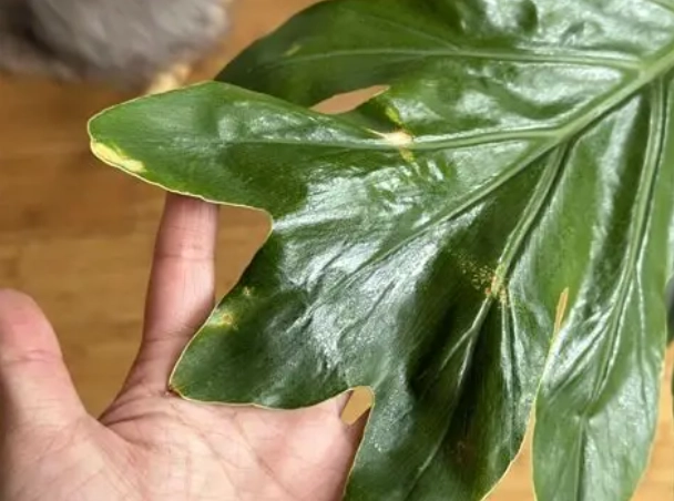 蔓綠絨葉子變黃