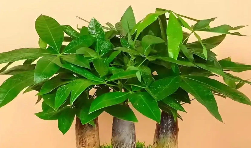 發財樹分株 發財樹分株