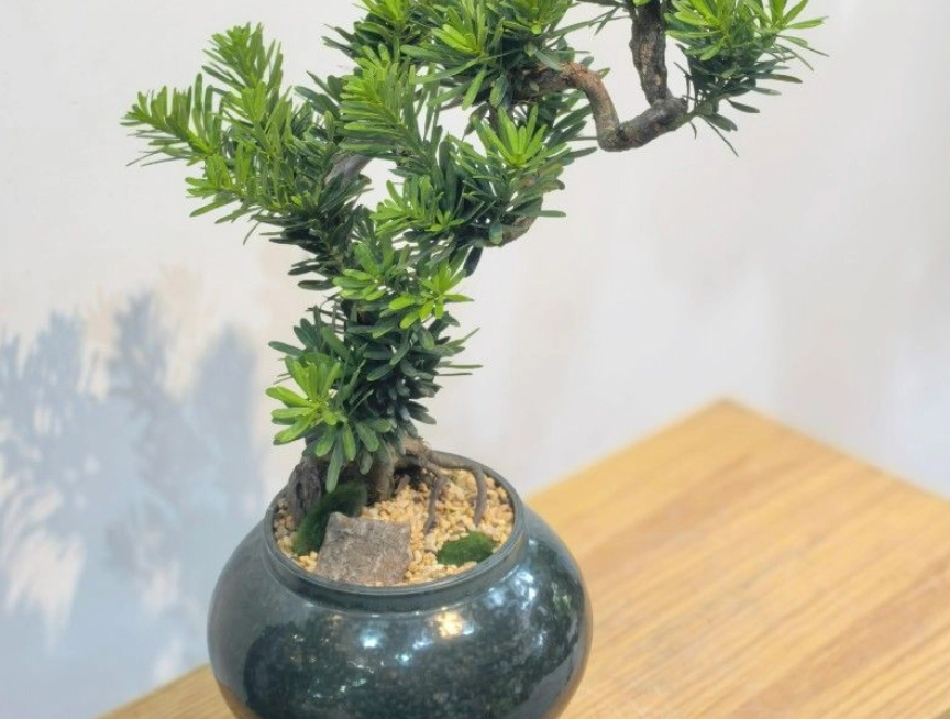 羅漢松室內 羅漢松室內