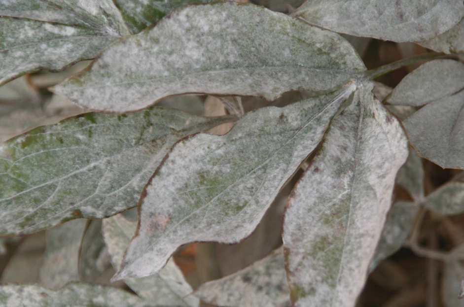 白粉病處理 白粉病處理