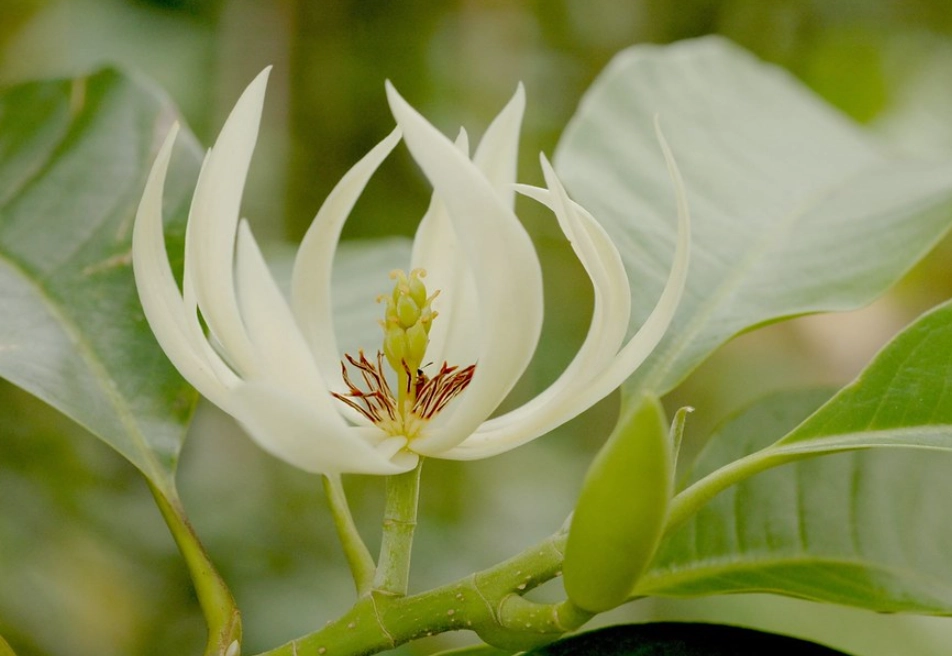 玉蘭花催花方法