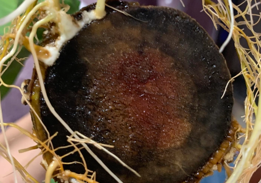 巴西木發霉處理