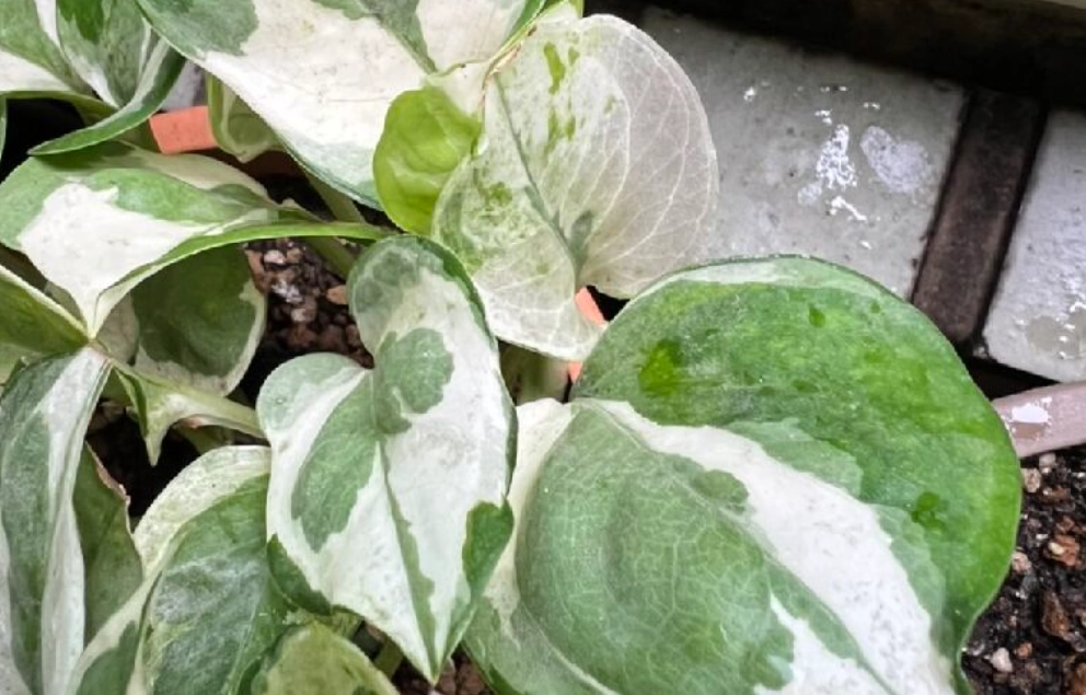 葉子變透明植物