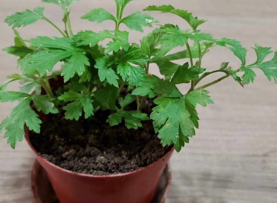 艾草 澆水 方法