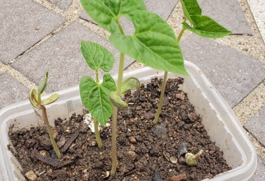 四季豆種植時間