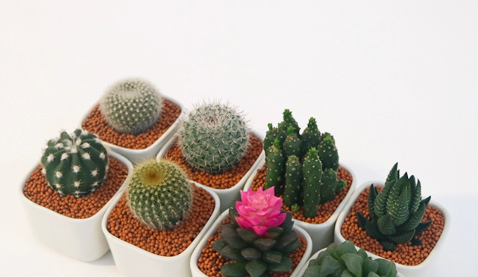 多肉仙人掌 照顧