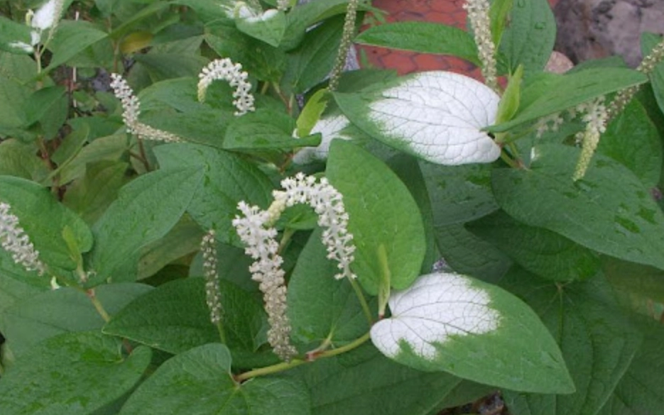 葉子變白原因 葉子變白原因