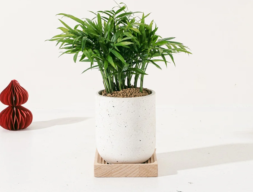 袖珍椰子 長得快嗎