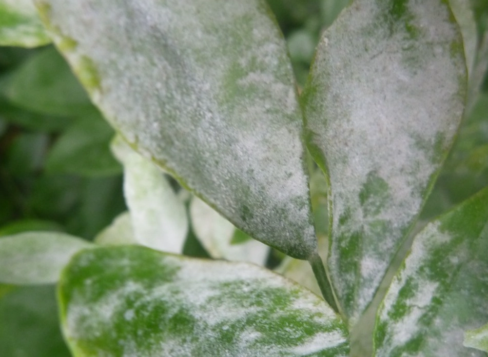 白粉病防治 白粉病防治