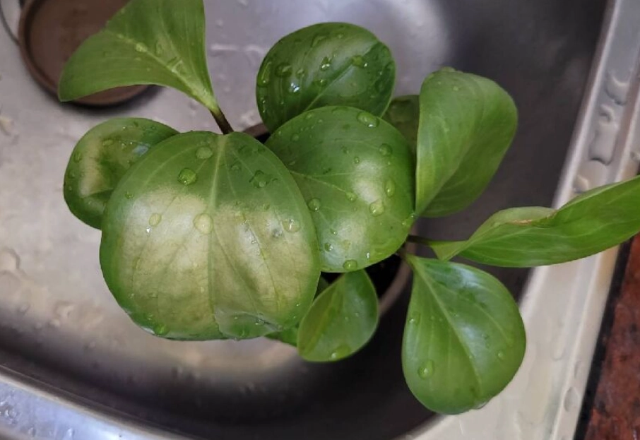 葉子變白原因 葉子變白原因