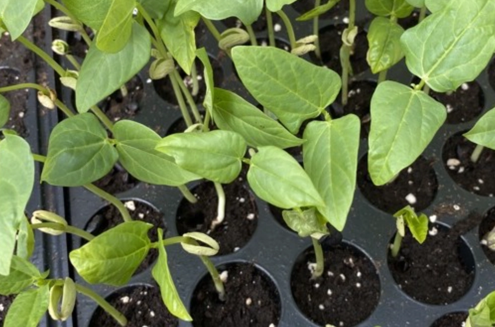 四季豆收成時間