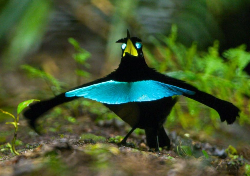 蓝色天堂鸟 台湾