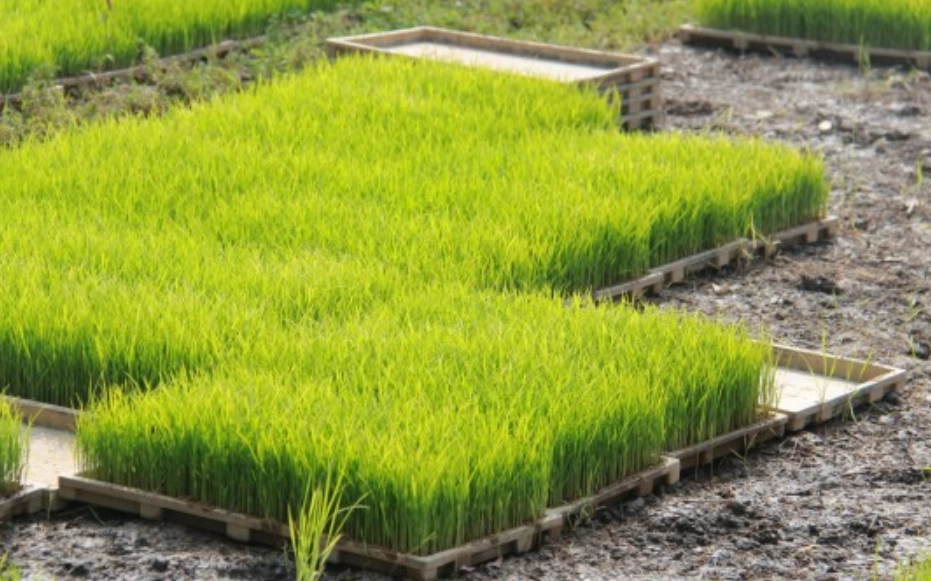 水稻育苗方法