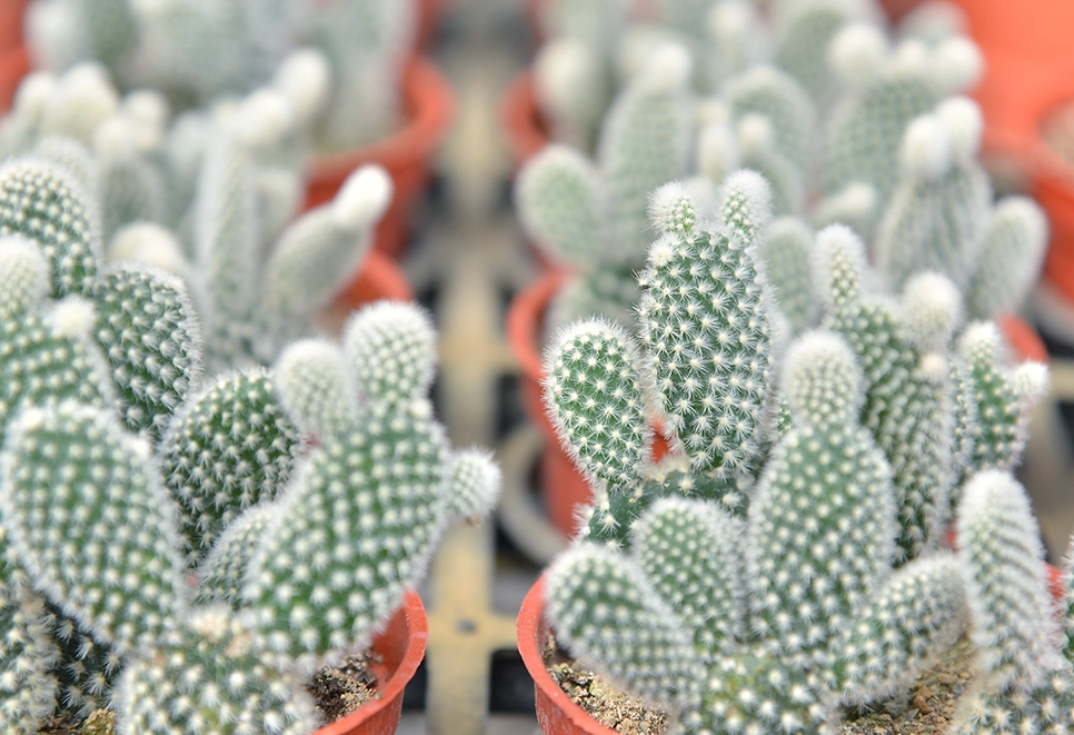 多肉仙人掌 照顧