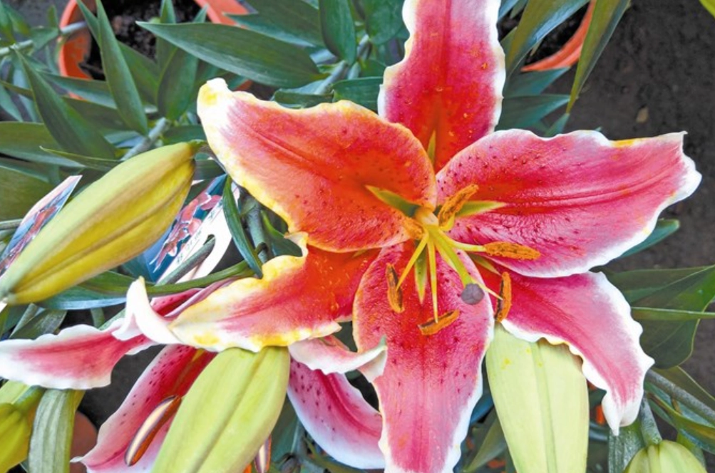 百合花 貓 中毒