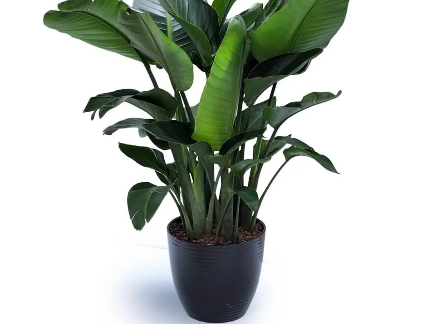 台北植物園 景點