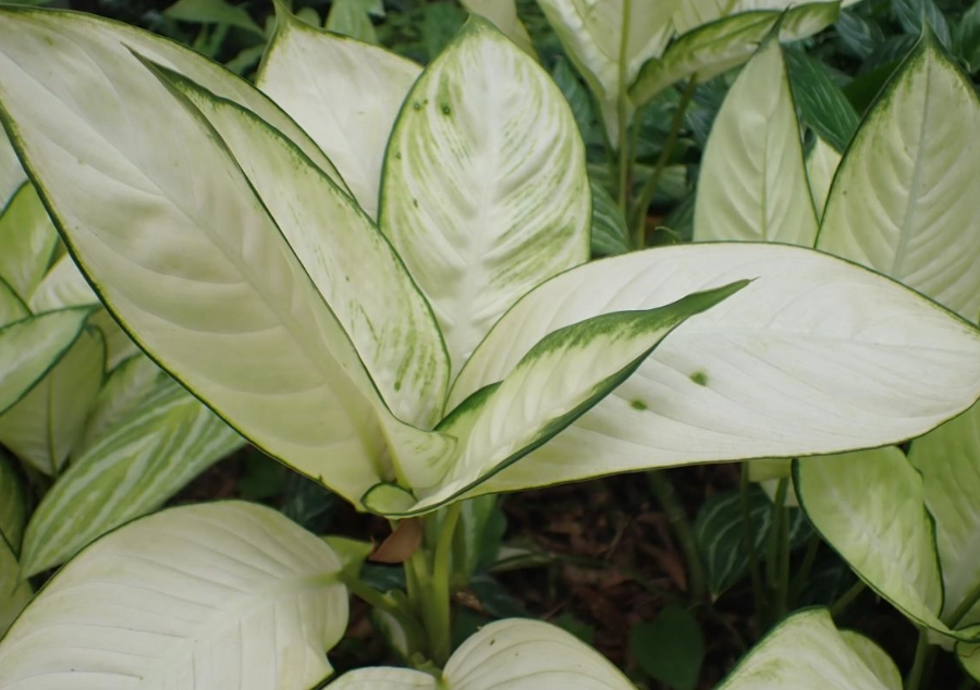 瑪莉安黛粉葉繁殖 瑪莉安黛粉葉繁殖