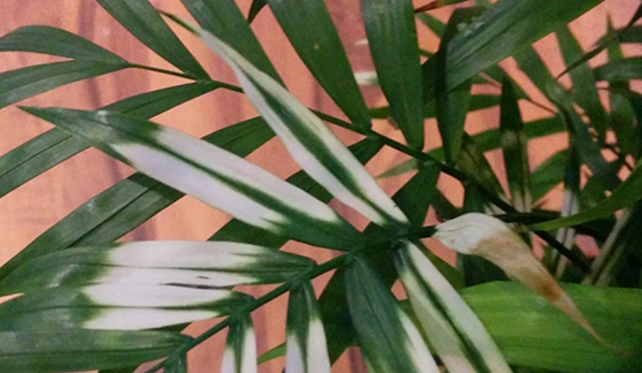 室內植物 葉子變白