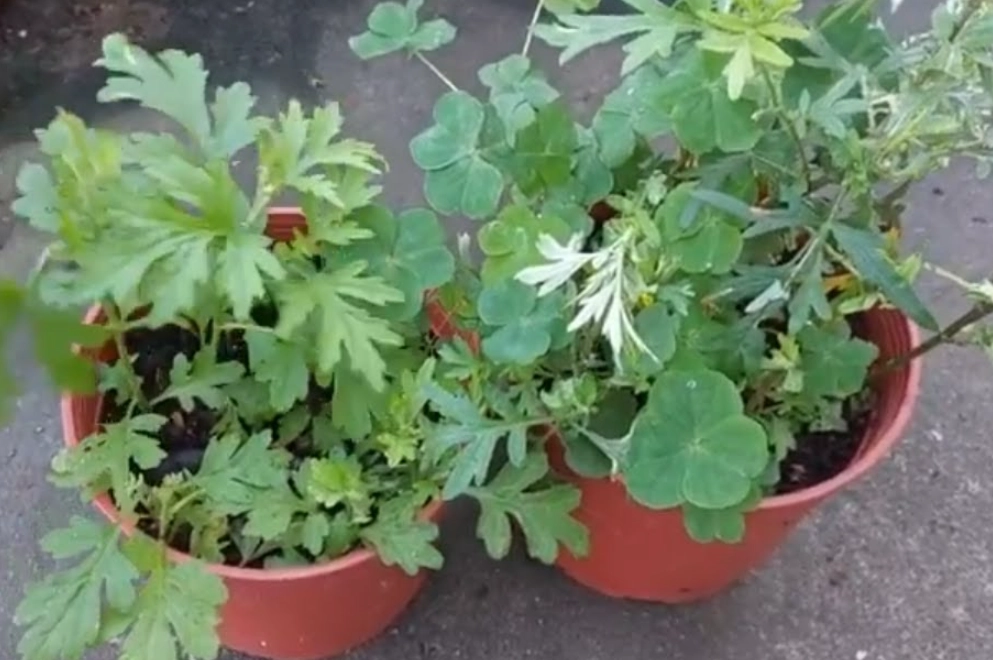 艾草 多久 澆水 一次