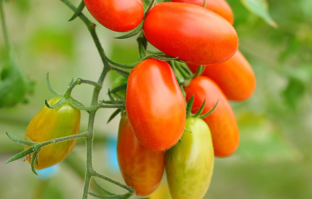 玉女小番茄 玉女小番茄