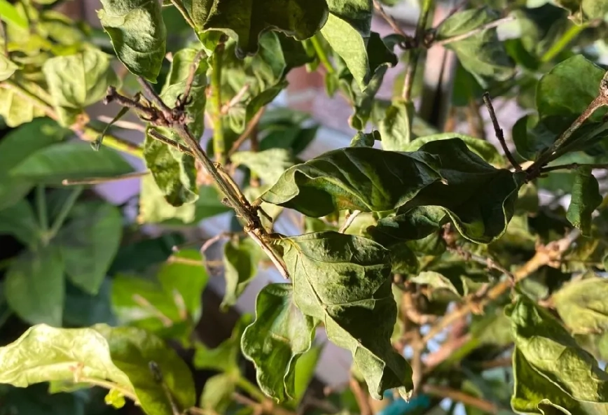 茉莉花凋謝原因
