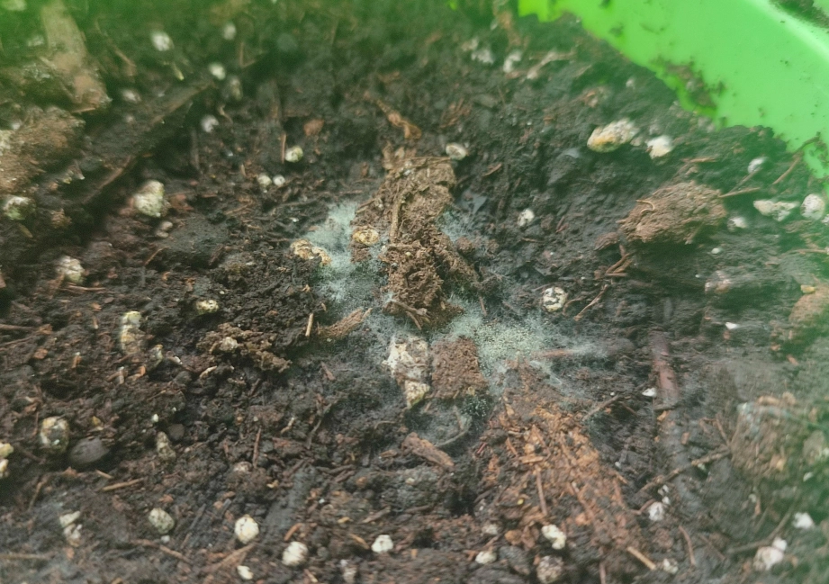 盆栽草莓發霉