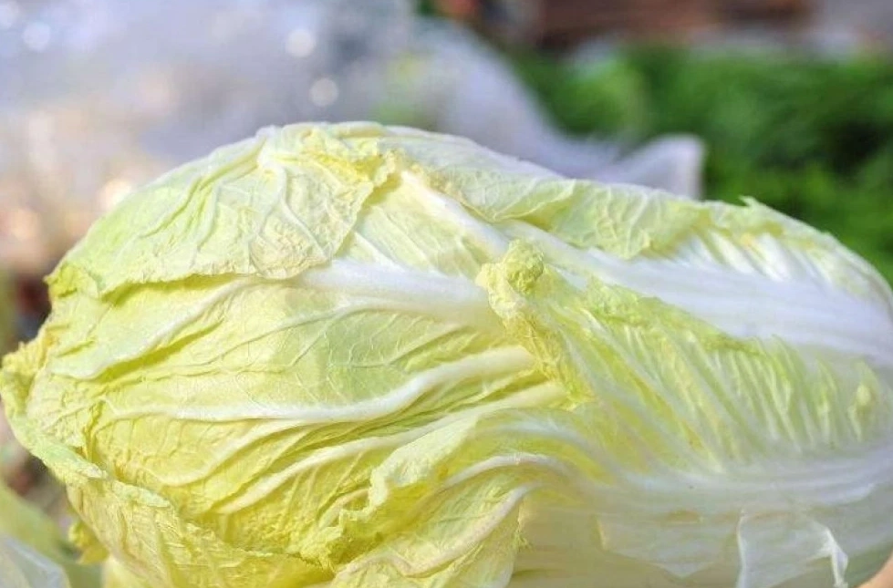 大白菜保存