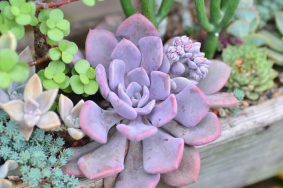 多肉植物養護