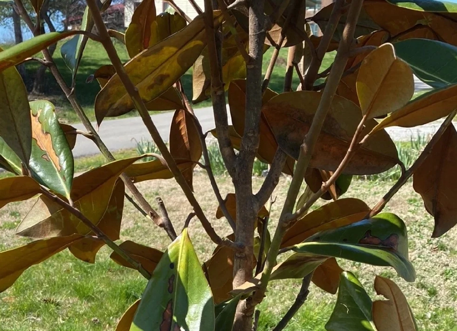 玉蘭花 葉子枯黃