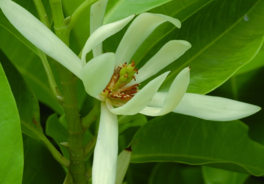 玉蘭花催花方法