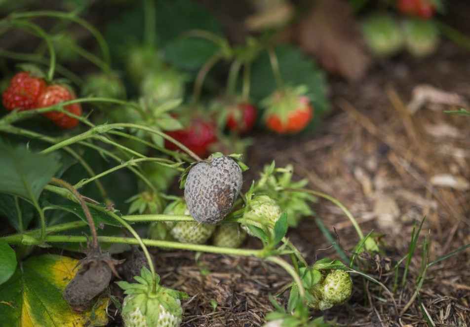 盆栽草莓發霉