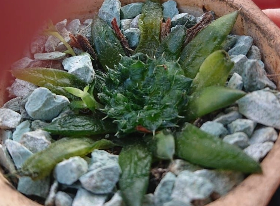 多肉化水怎麼辦