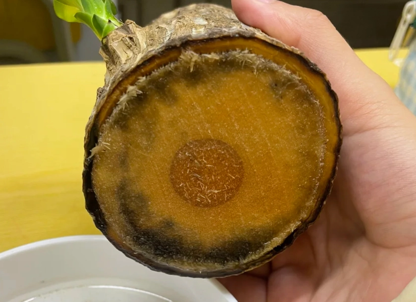 巴西木發霉處理