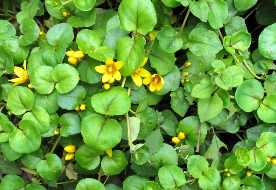 金錢草 銅錢草 差別