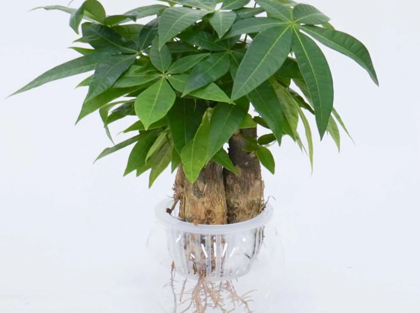 水培發財樹