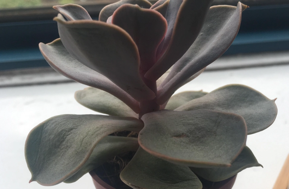 多肉叶片变薄原因