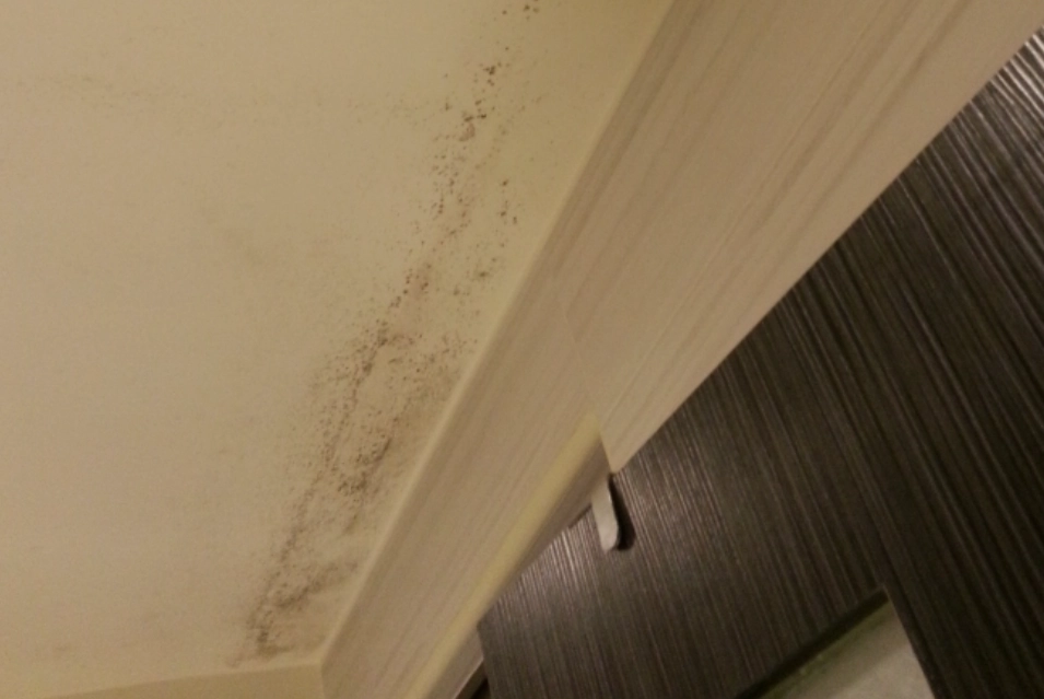 天花板發霉處理 天花板發霉處理