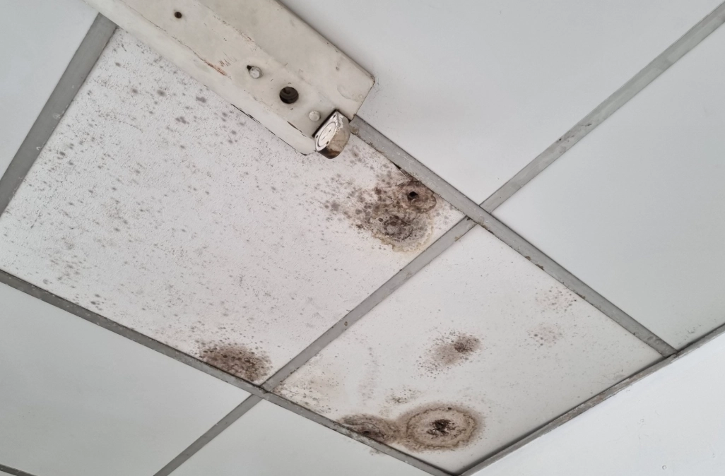 天花板發霉 酒精 天花板發霉 酒精