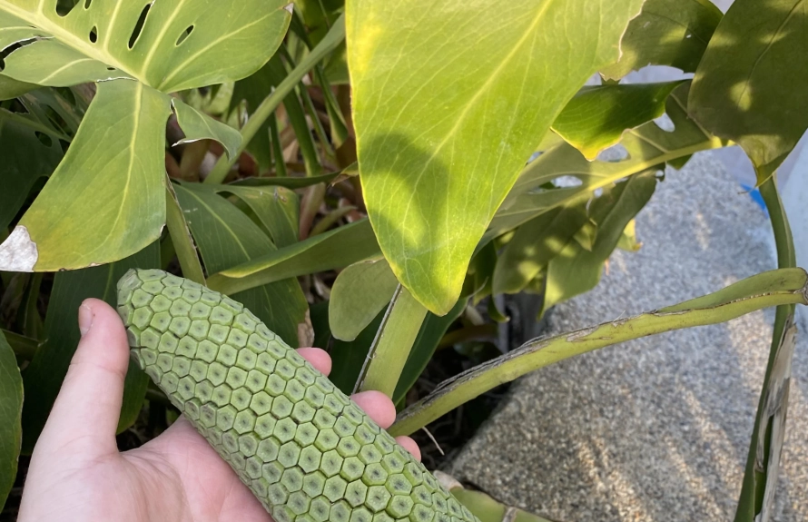 龜背芋果實 種植