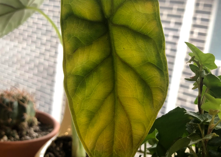 觀音蓮葉子變黃