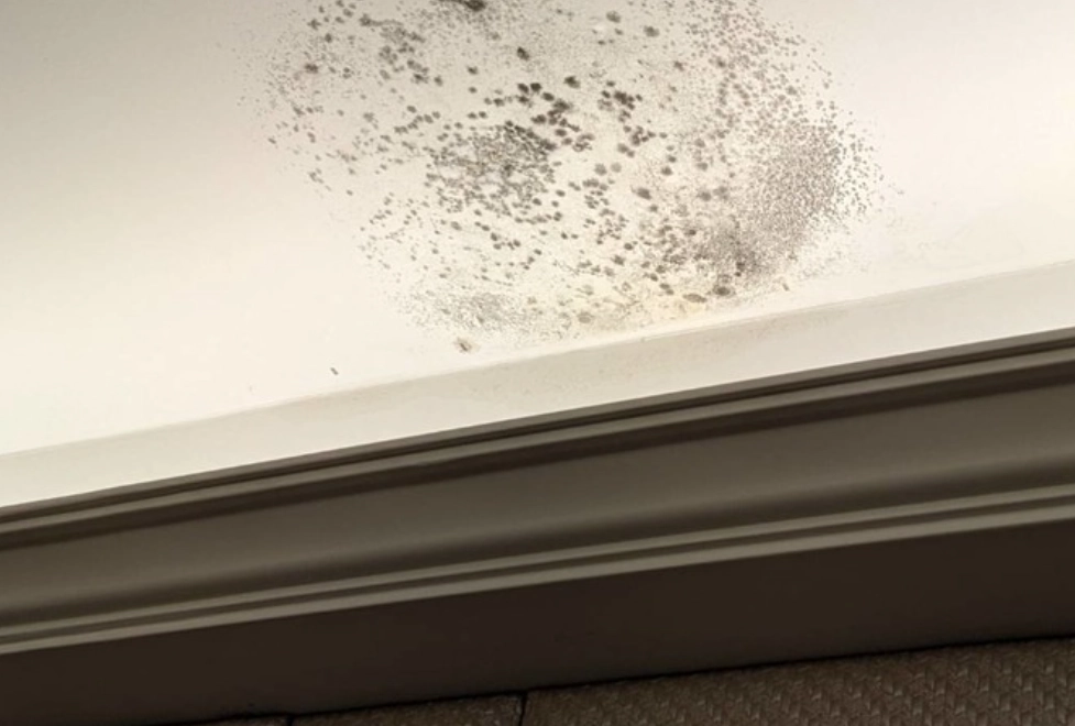 天花板發霉處理 天花板發霉處理