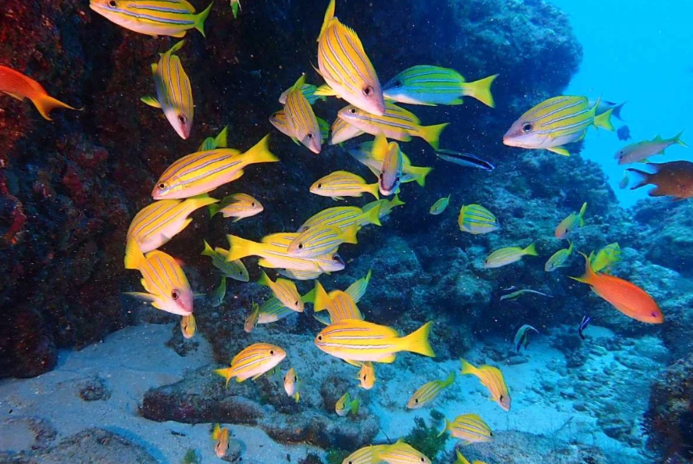 台灣賞魚景點 台灣賞魚景點