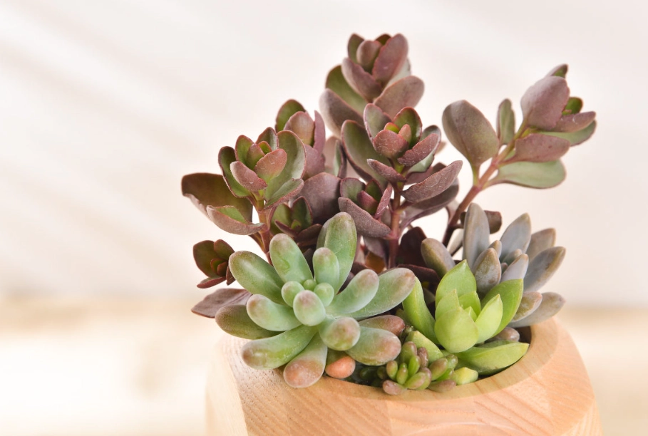 多肉植物養護